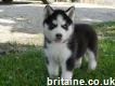 Sweet Siberian Husky Puppies for sale £500 each