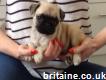 Playful Black and Fawn Pug Puppies for Sale
