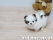 Very playful Tiny Teacup Pomeranian