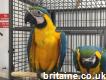 Blue and gold macaws parrots