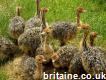 Ostrich chicks & fertile Ostrich eggs for sale