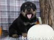 Rottweiler puppies for new home