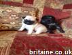 Outstanding Super kc registered St. pug puppies Ready Now