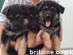 Male and Female German Puppies