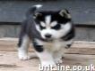 Siberian Husky puppies male and female available