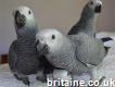 African Grey Parrots 9 Months Old for Forever Homes