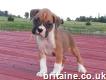 Beautiful Kc Registered Boxer Puppies 07031994772