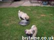 Adrable Fawn pug puppies for sale
