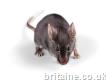 Rodent Control: Get Rid of Rats and Mice