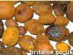 Ox gallstones for sell