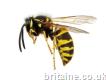 Wasp Nest Removal Birmingham