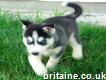 Beautiful stunning Siberian Husky puppies for sale
