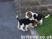 Beautiful Kc Reg Tri Coloured Beagle puppies