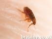 Flies Pest Control Pest Gone Environmental