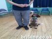 Paws On Dog Training