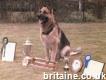 Dog Trainer & Canine Behaviourist