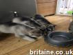 Adorable and affectionate male and female Siberian Husky puppies for a loving