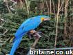 Male Blue and Gold Macaws With Cockertoo and Cage