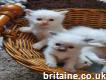 Lovely Ragdoll Kittens
