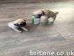Cute pug Puppies for adoption