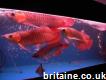 Top quality Grade Asian Arowana fishes for sale