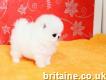 White Pomeranian puppies Available
