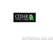 Cedar Tree Care