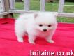Pomeranian pups for sale whatsapp me :+639232316532