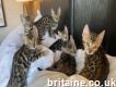 Exotic Bengal Kittens With Perfect Pattern