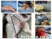 External Fixation: Surgery for Small Animals in Wigan