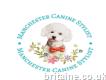 Manchester Canine Stylist Dog Grooming