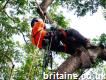 No Risk Tree Services in Wakefield