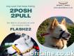 Buy a Dog Head Collar for Your Pet: 2posh2pull