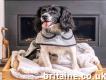 Buy Luxury Dog Blankets Pet Bed Blankets Uk