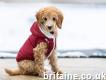 Warm Up Your Furry Friend with Trendy Dog Winter C