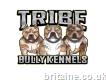 Tribe Bully Kennels