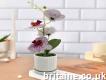 2 Pack Artificial Orchid With Leaf Vase Plant For