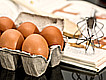 Eggs in United Kingdom