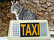 Pet taxis in United Kingdom